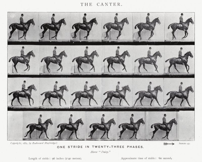 Eadweard Muybridge: Laukka tekijältä Eadweard Muybridge