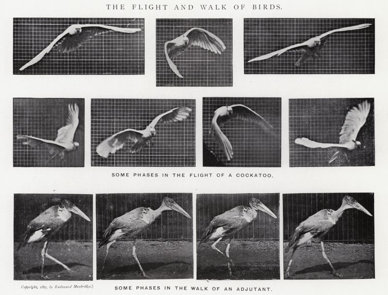 Eadweard Muybridge: The Flight and Walk of Birds (m/w kuva) tekijältä Eadweard Muybridge
