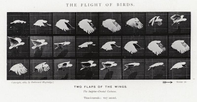 Eadweard Muybridge: Lintujen lento (m/w kuva) tekijältä Eadweard Muybridge