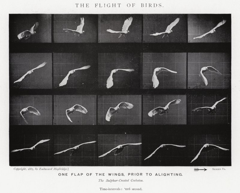 Eadweard Muybridge: Lintujen lento (m/w kuva) tekijältä Eadweard Muybridge