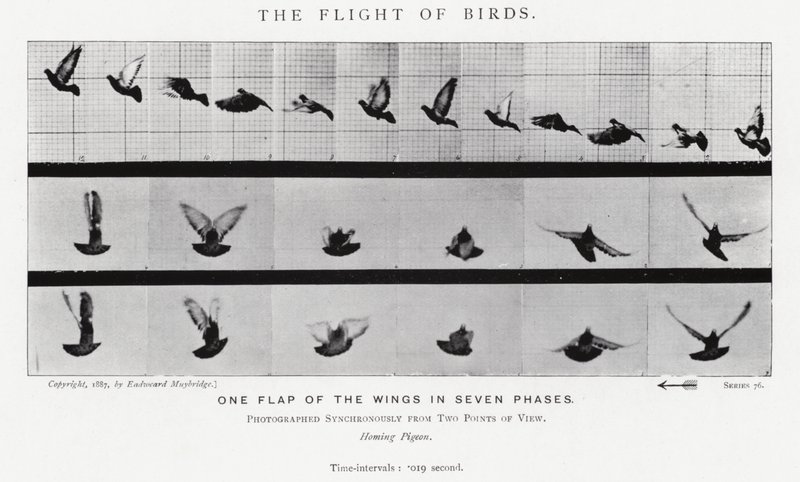 Eadweard Muybridge: Lintujen lento (m/w kuva) tekijältä Eadweard Muybridge