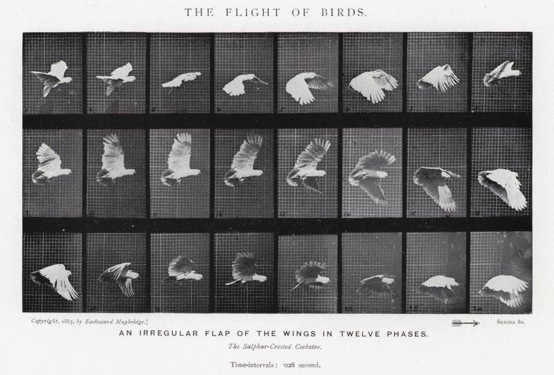 Eadweard Muybridge: Lintujen lento (m/w kuva) tekijältä Eadweard Muybridge