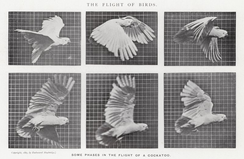 Eadweard Muybridge: Lintujen lento (m/w kuva) tekijältä Eadweard Muybridge