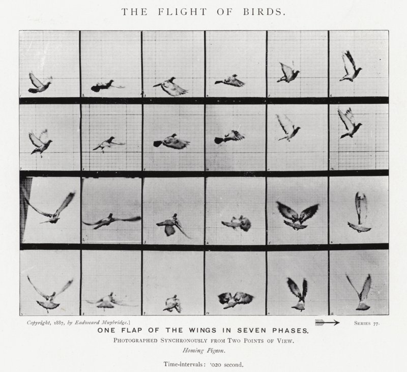 Eadweard Muybridge: Lintujen lento (m/w kuva) tekijältä Eadweard Muybridge