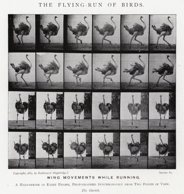 Eadweard Muybridge: The Flying-Run of Birds (m/w kuva) tekijältä Eadweard Muybridge