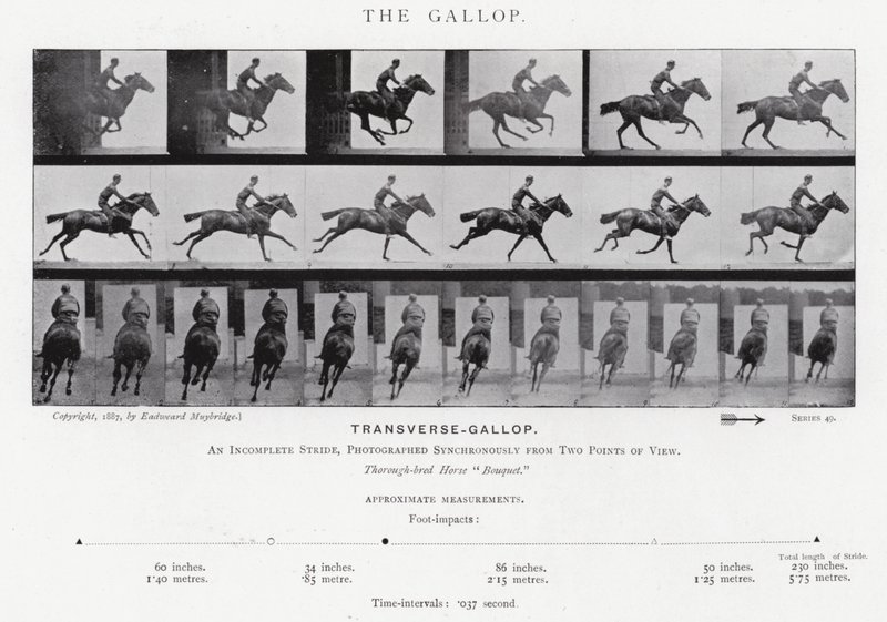 Eadweard Muybridge: The Gallop (m/w kuva) tekijältä Eadweard Muybridge