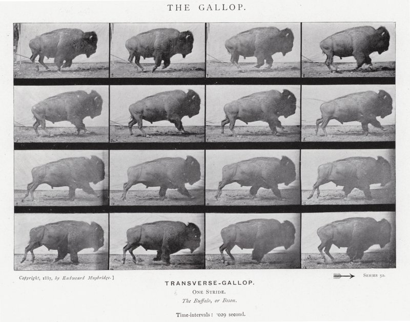 Eadweard Muybridge: The Gallop (m/w kuva) tekijältä Eadweard Muybridge