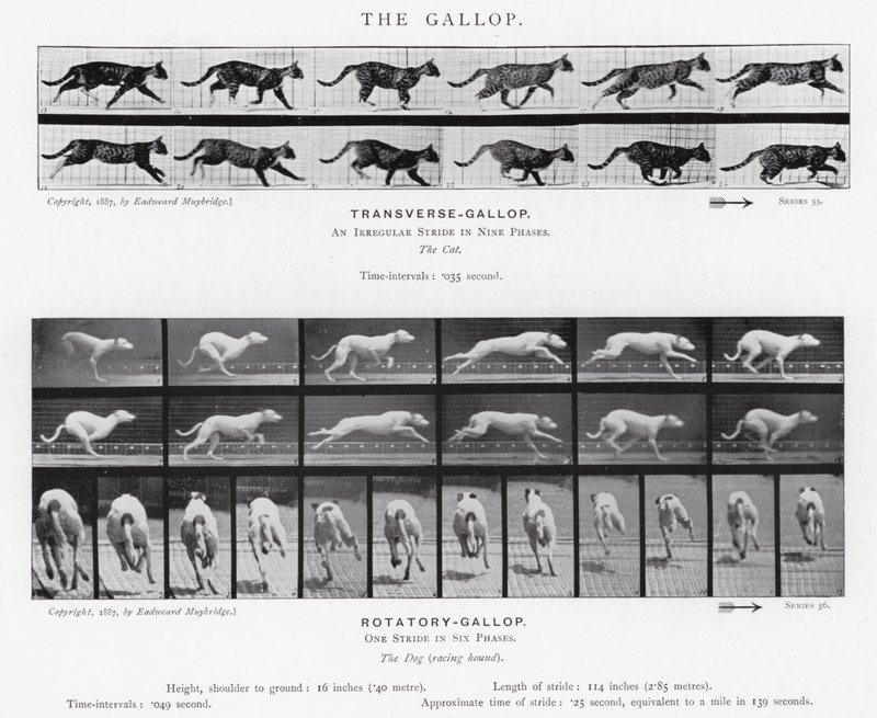 Eadweard Muybridge: The Gallop (m/w kuva) tekijältä Eadweard Muybridge