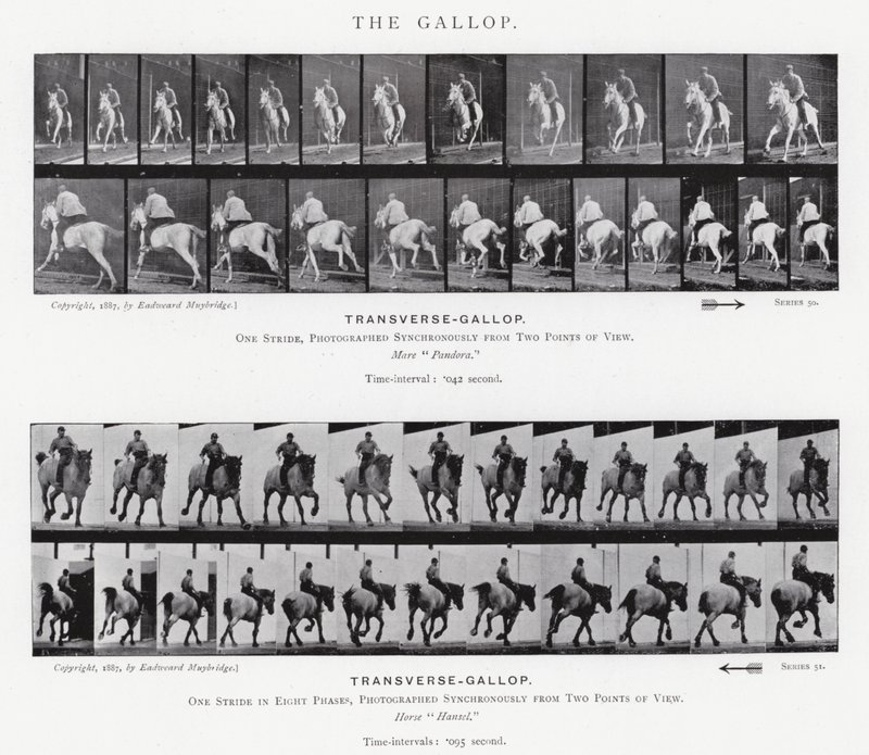 Eadweard Muybridge: The Gallop (m/w kuva) tekijältä Eadweard Muybridge