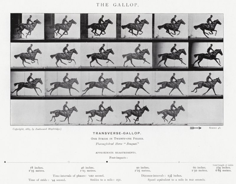 Eadweard Muybridge: The Gallop (m/w kuva) tekijältä Eadweard Muybridge