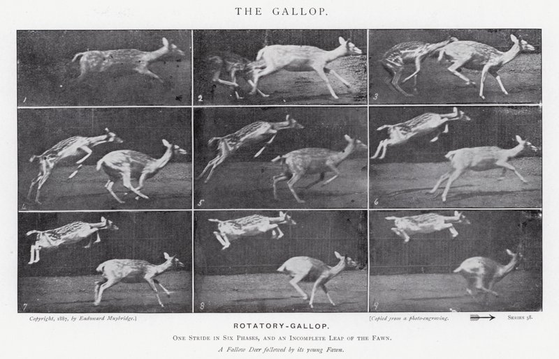 Eadweard Muybridge: The Gallop (m/w kuva) tekijältä Eadweard Muybridge