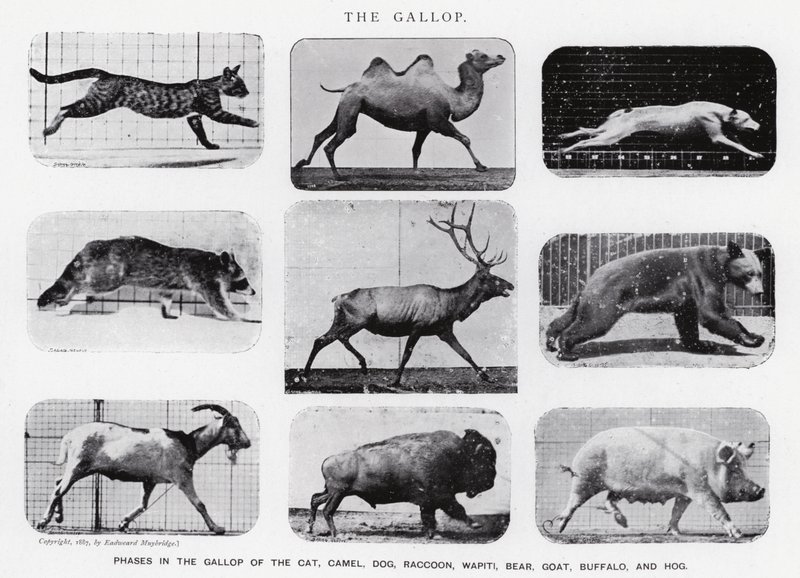 Eadweard Muybridge: The Gallop (m/w kuva) tekijältä Eadweard Muybridge