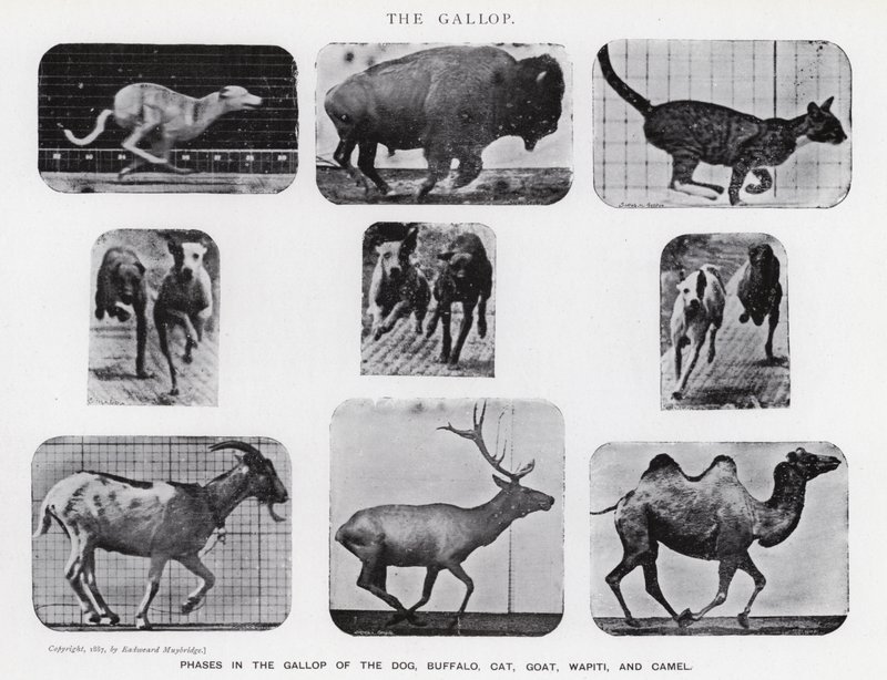 Eadweard Muybridge: The Gallop (m/w kuva) tekijältä Eadweard Muybridge