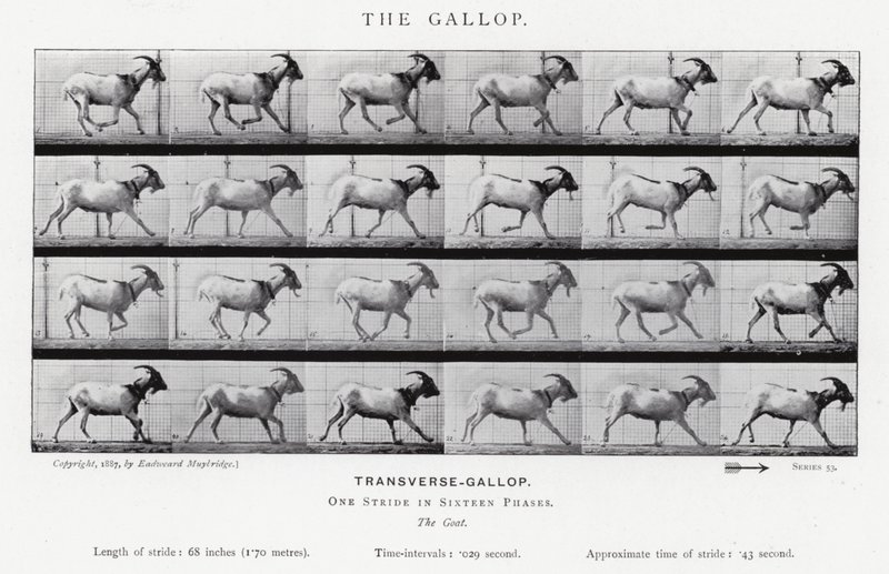 Eadweard Muybridge: The Gallop (m/w kuva) tekijältä Eadweard Muybridge