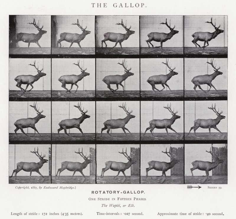 Eadweard Muybridge: The Gallop (m/w kuva) tekijältä Eadweard Muybridge
