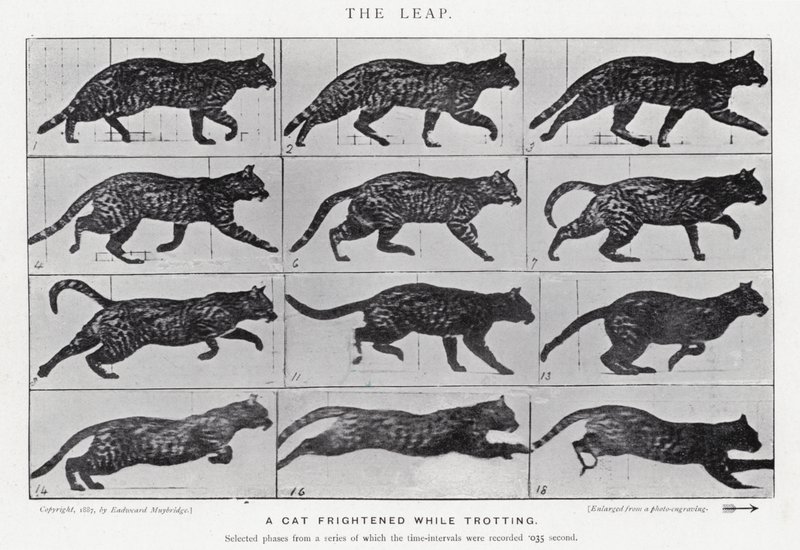 Eadweard Muybridge: The Leap (m/w kuva) tekijältä Eadweard Muybridge