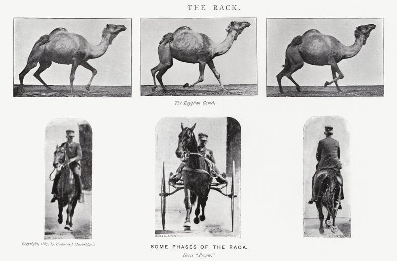Eadweard Muybridge: Teline tekijältä Eadweard Muybridge