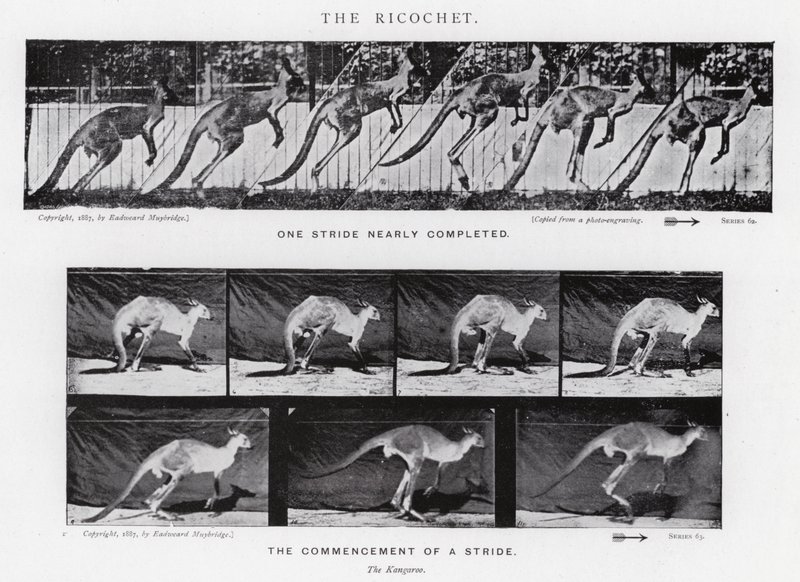Eadweard Muybridge: The Ricochet (m/w kuva) tekijältä Eadweard Muybridge