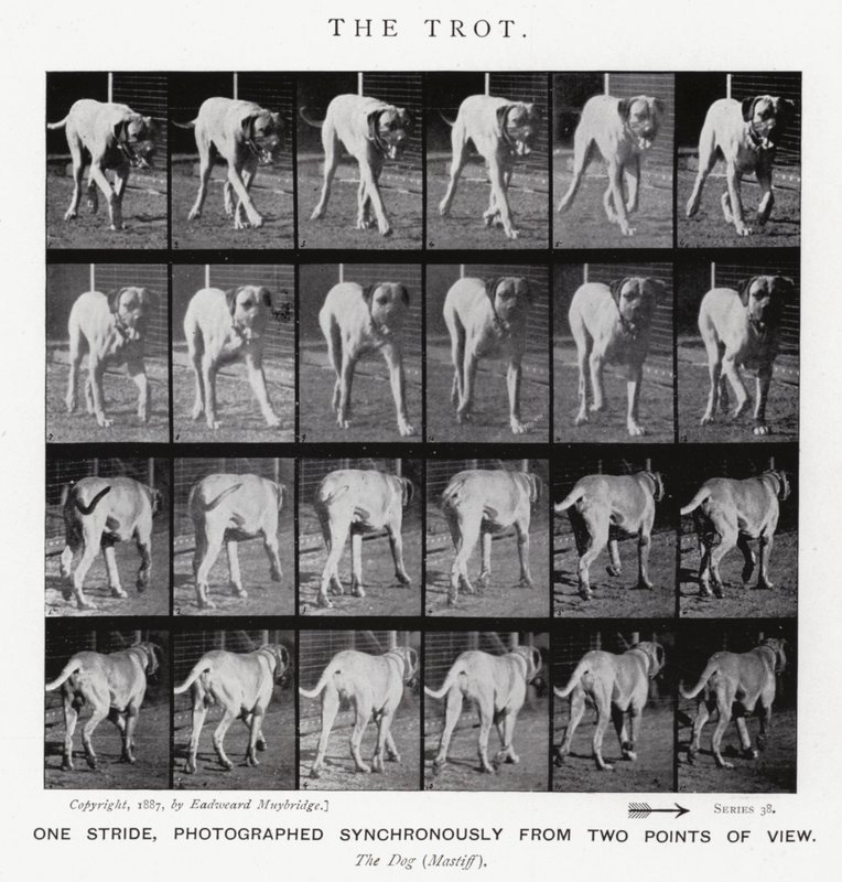 Eadweard Muybridge: The Trot (m/w kuva) tekijältä Eadweard Muybridge