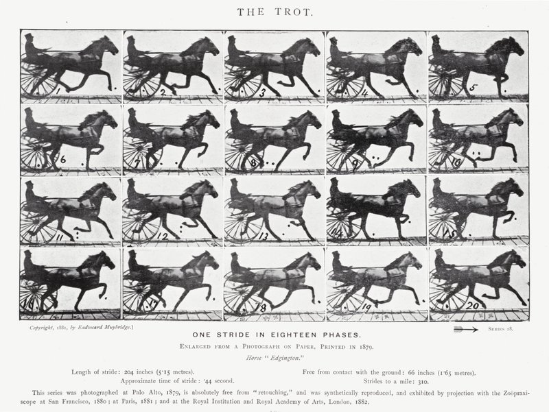Eadweard Muybridge: The Trot (m/w kuva) tekijältä Eadweard Muybridge