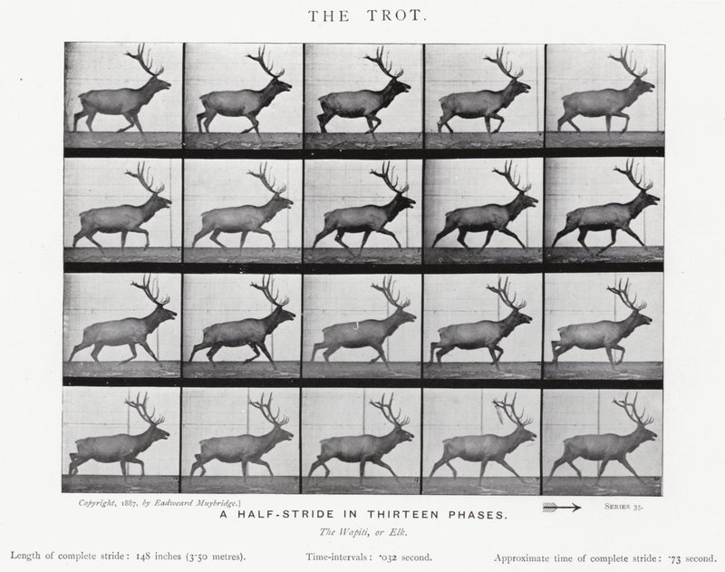 Eadweard Muybridge: The Trot (m/w kuva) tekijältä Eadweard Muybridge