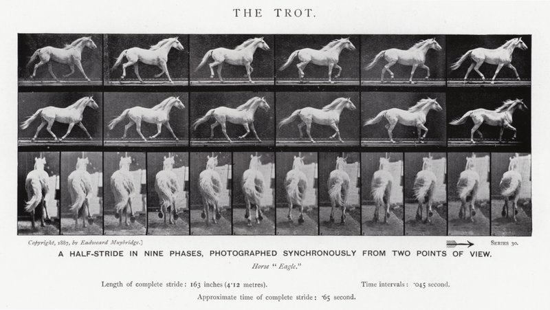 Eadweard Muybridge: The Trot (m/w kuva) tekijältä Eadweard Muybridge