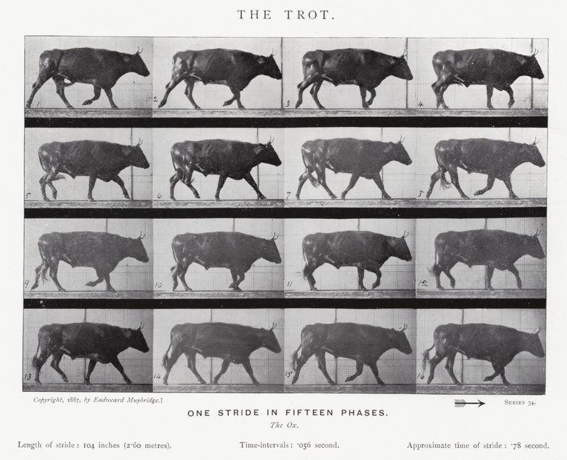 Eadweard Muybridge: The Trot (m/w kuva) tekijältä Eadweard Muybridge