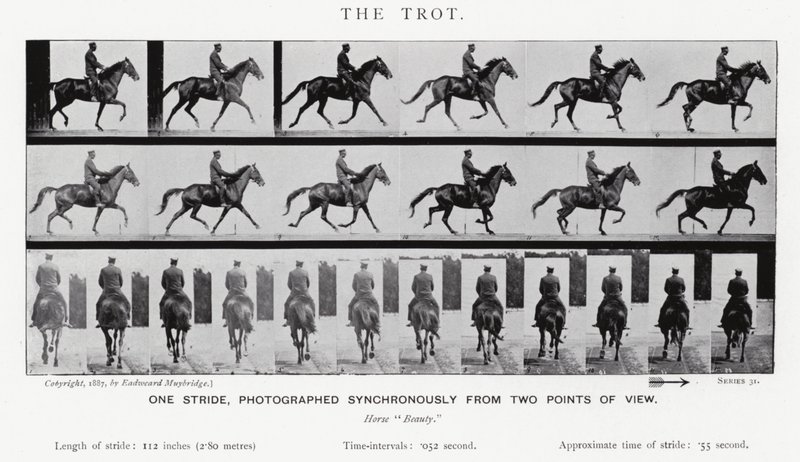 Eadweard Muybridge: The Trot (m/w kuva) tekijältä Eadweard Muybridge