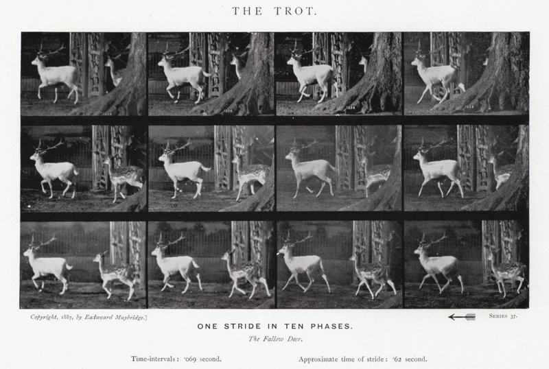 Eadweard Muybridge: The Trot (m/w kuva) tekijältä Eadweard Muybridge