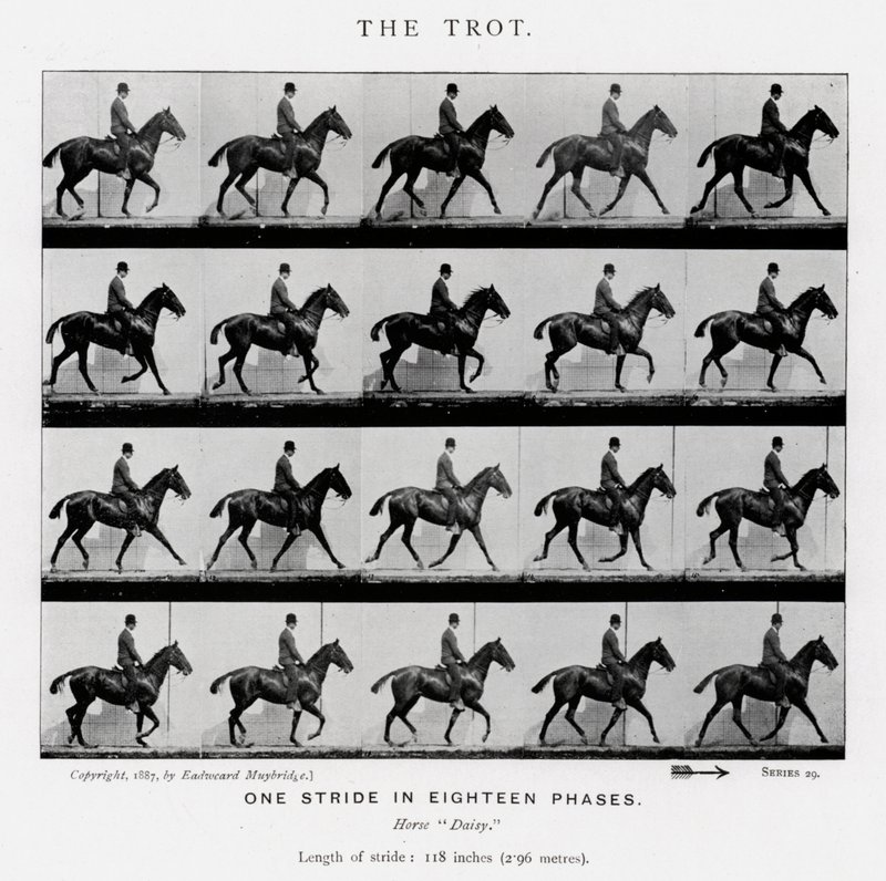 Eadweard Muybridge: Ravi tekijältä Eadweard Muybridge
