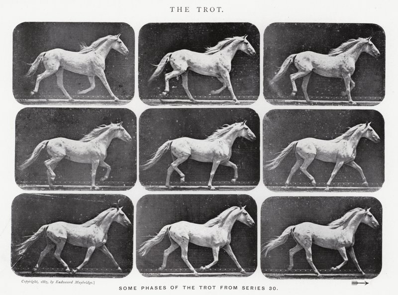 Eadweard Muybridge: Ravi tekijältä Eadweard Muybridge