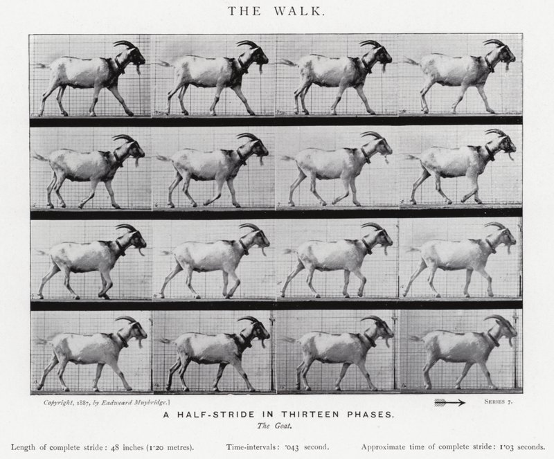 Eadweard Muybridge: The Walk (m/w kuva) tekijältä Eadweard Muybridge