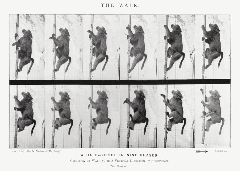 Eadweard Muybridge: The Walk (m/w kuva) tekijältä Eadweard Muybridge