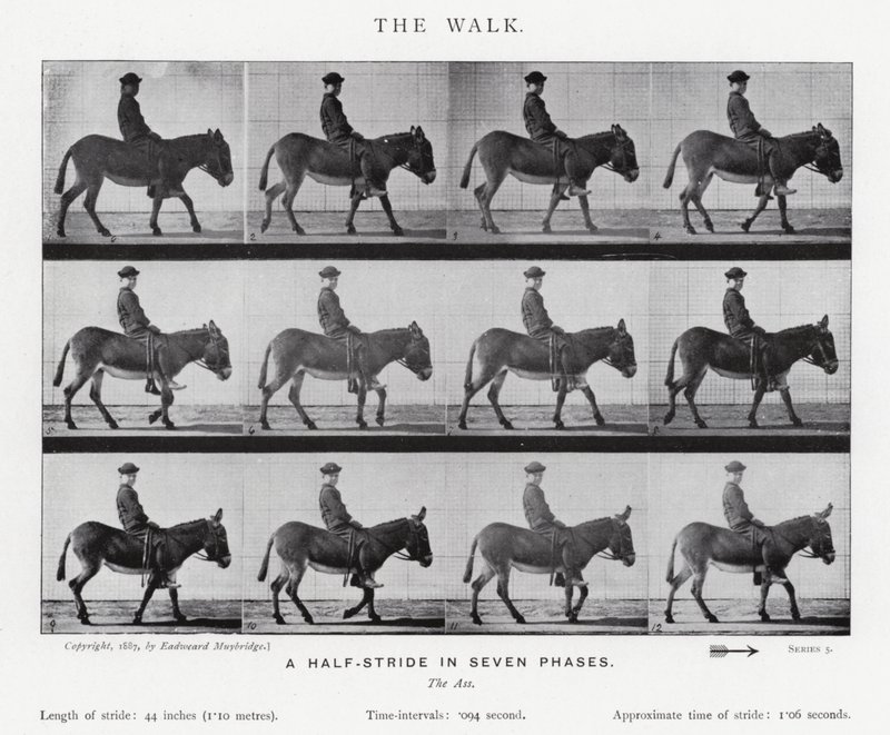 Eadweard Muybridge: The Walk (m/w kuva) tekijältä Eadweard Muybridge
