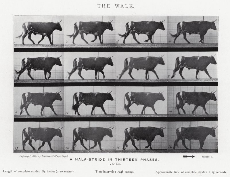 Eadweard Muybridge: The Walk (m/w kuva) tekijältä Eadweard Muybridge