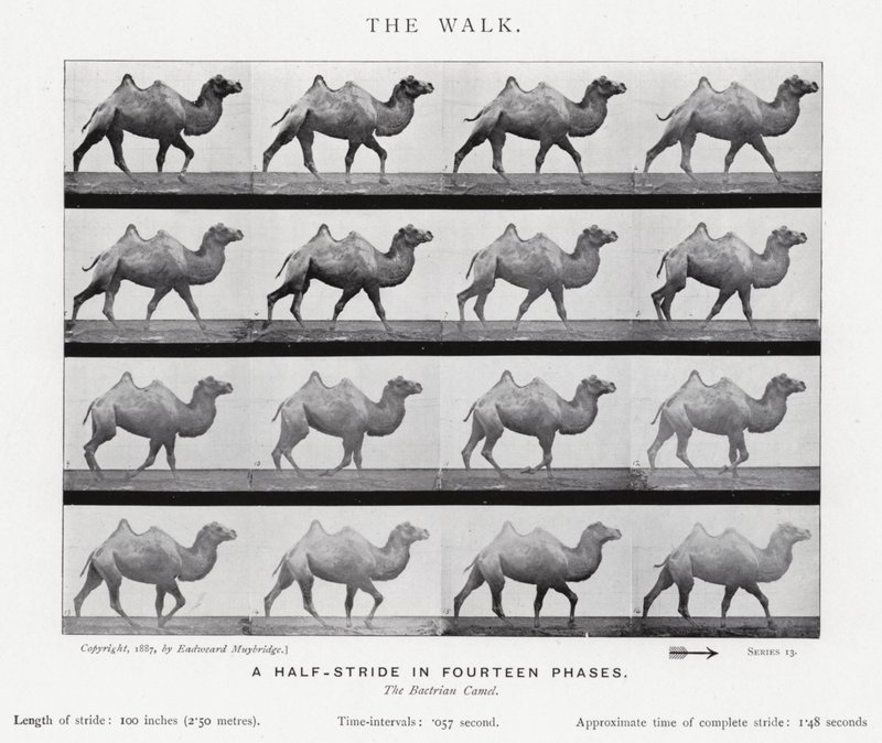 Eadweard Muybridge: The Walk (m/w kuva) tekijältä Eadweard Muybridge