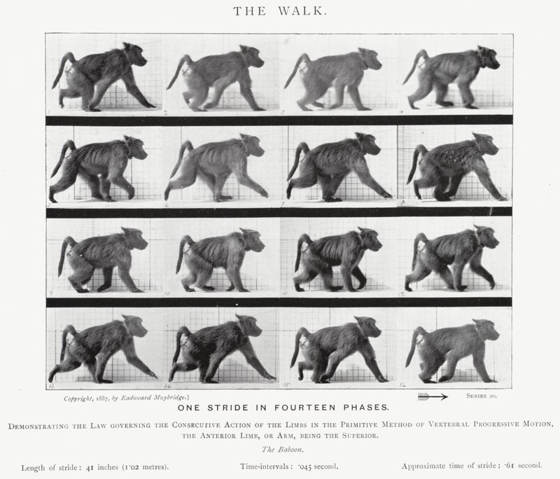 Eadweard Muybridge: The Walk (m/w kuva) tekijältä Eadweard Muybridge