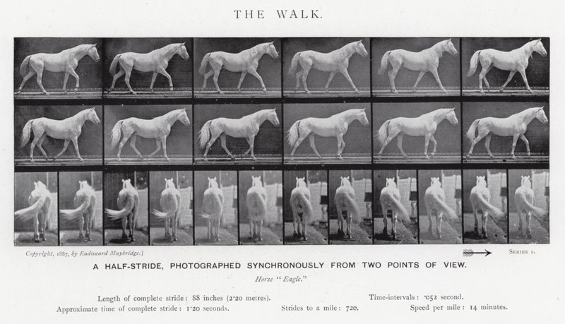 Eadweard Muybridge: The Walk (m/w kuva) tekijältä Eadweard Muybridge