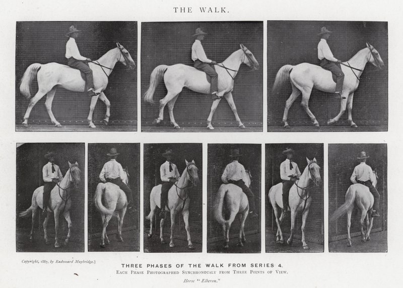 Eadweard Muybridge: The Walk (m/w kuva) tekijältä Eadweard Muybridge