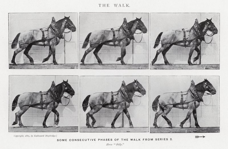 Eadweard Muybridge: The Walk (m/w kuva) tekijältä Eadweard Muybridge