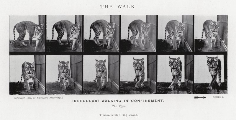 Eadweard Muybridge: The Walk (m/w kuva) tekijältä Eadweard Muybridge