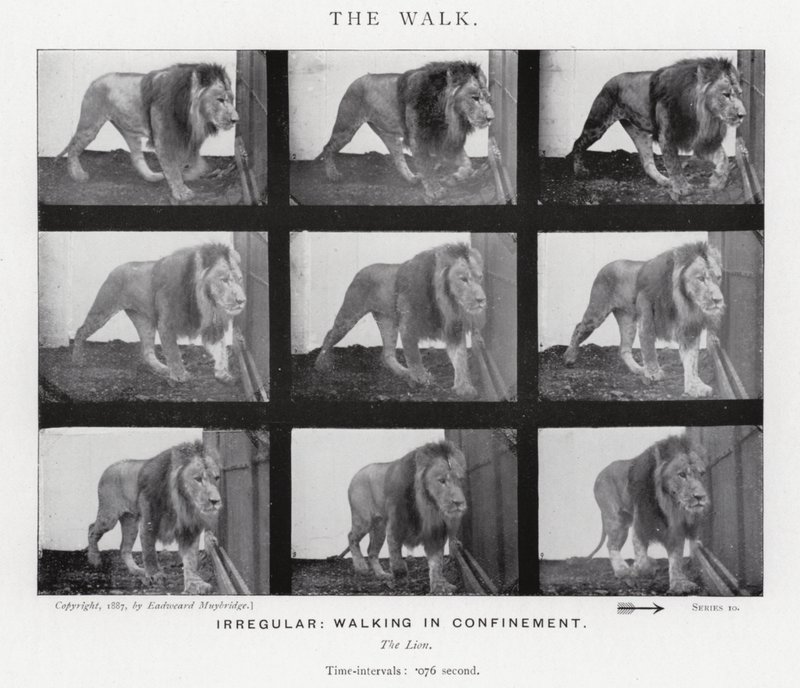 Eadweard Muybridge: The Walk (m/w kuva) tekijältä Eadweard Muybridge