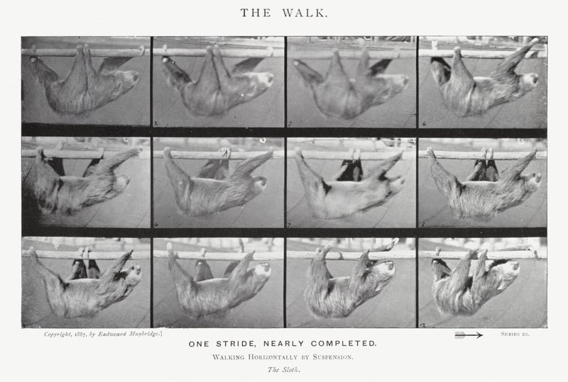 Eadweard Muybridge: The Walk (m/w kuva) tekijältä Eadweard Muybridge