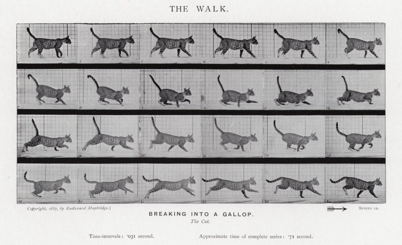 Eadweard Muybridge: Kävely tekijältä Eadweard Muybridge