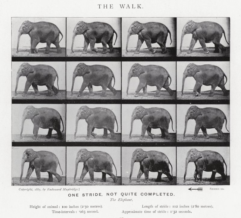Eadweard Muybridge: Kävely tekijältä Eadweard Muybridge