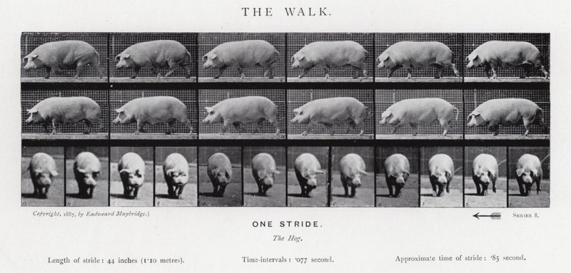 Eadweard Muybridge: Kävely tekijältä Eadweard Muybridge