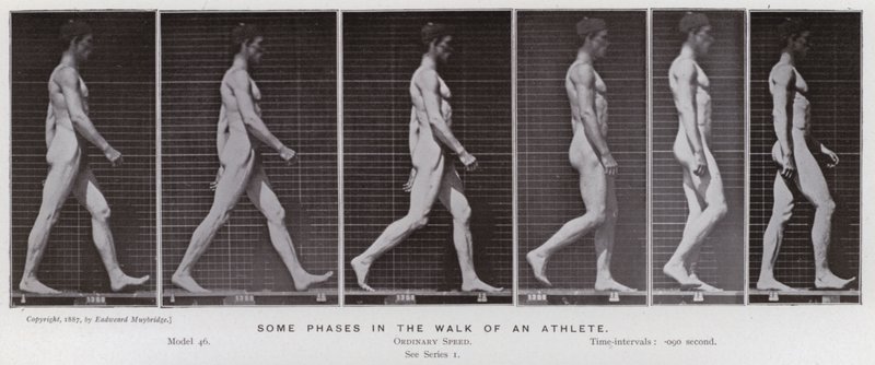 Ihmishahmo liikkeessä: Jotkut urheilijan kävelyn vaiheet (m/w kuva) tekijältä Eadweard Muybridge