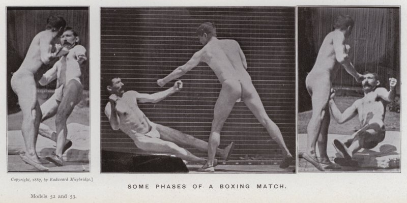 Ihmishahmo liikkeessä: Nyrkkeilyottelun eräitä vaiheita (m/v kuva) tekijältä Eadweard Muybridge