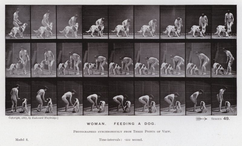 Ihmishahmo liikkeessä: Nainen ruokkimassa koiraa (m/w kuva) tekijältä Eadweard Muybridge