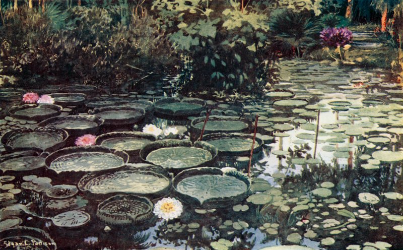 Victoria Regia (väri litho) tekijältä Edgar L. Pattison